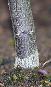 Lower part of stem region near the soil photo